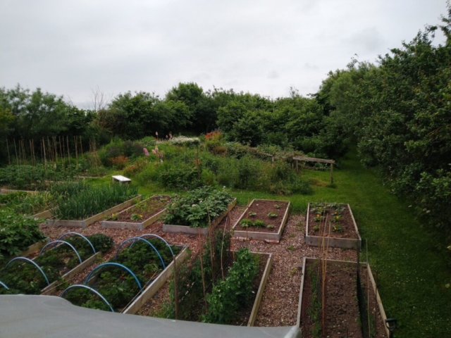 Top of ladder looking over veg beds
