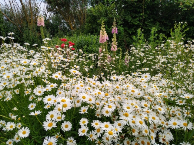 Daisies