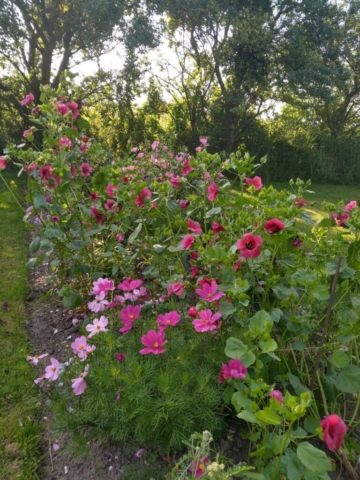 Mallow and cosmos