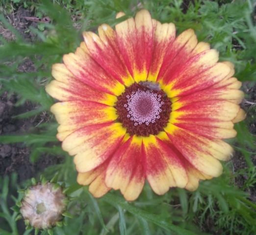 Annual Chrysanthemum