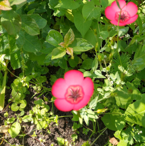 Scarlet flax
