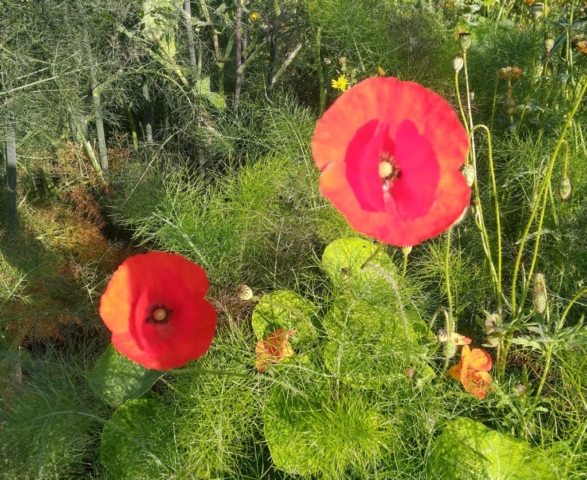 Poppies
