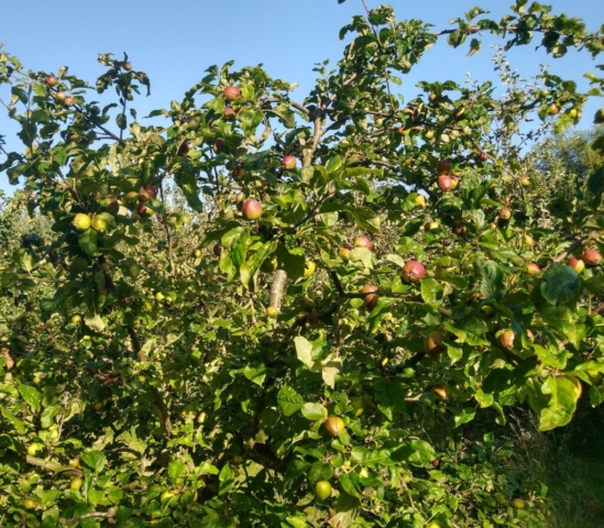 Baby apples
