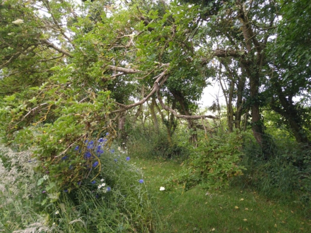 Branch down