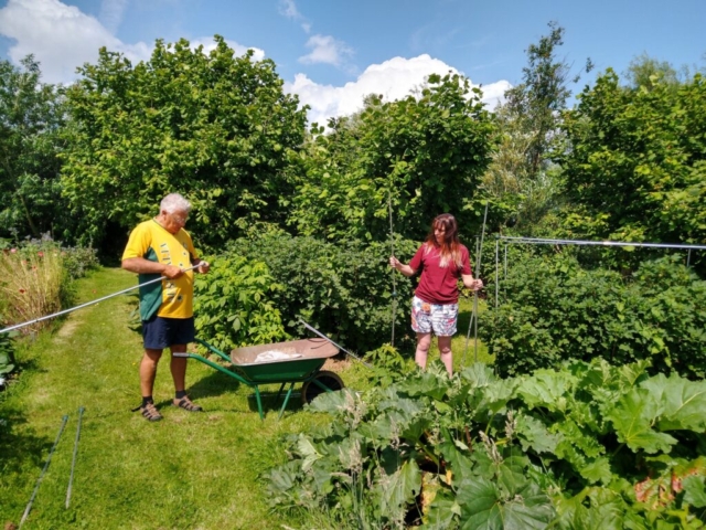 Redcurrant cage
