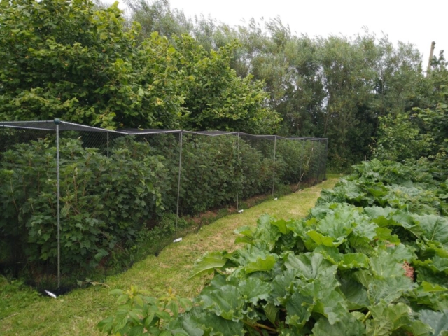 Redcurrant cage