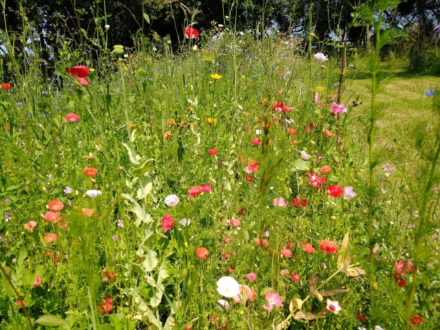 Meadow