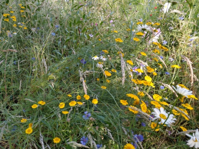 Meadow