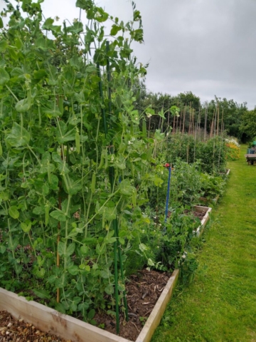 Peas