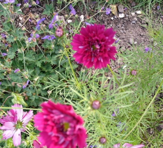 Double cosmos