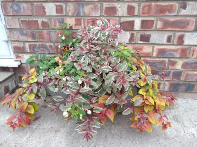 Fuchsia planter