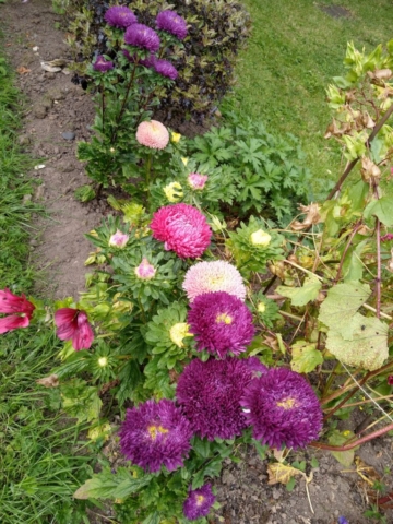 Chinese aster