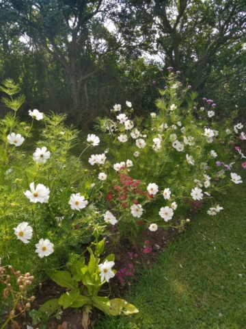 White cosmos