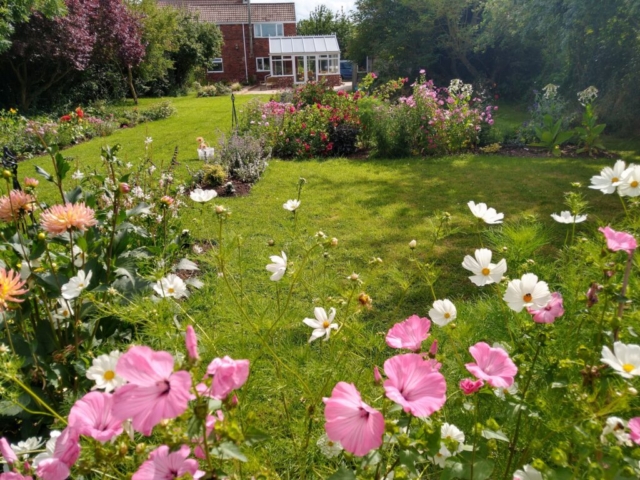 Back garden