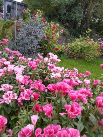Godetia