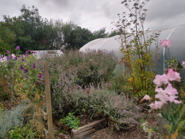 Herbs etc