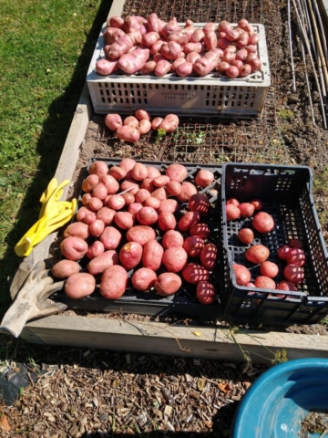 Potatoes