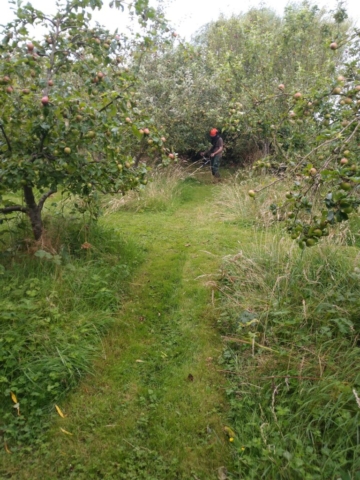 clearing the wild areas under apple trees