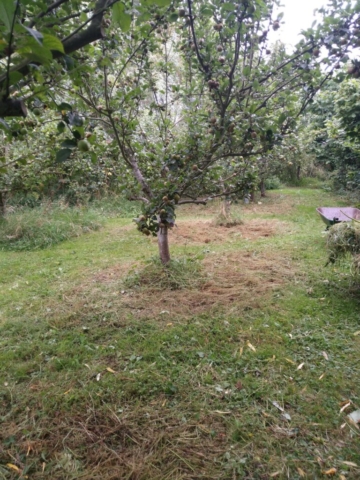 First trees cleared