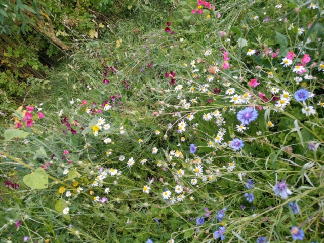 Meadow