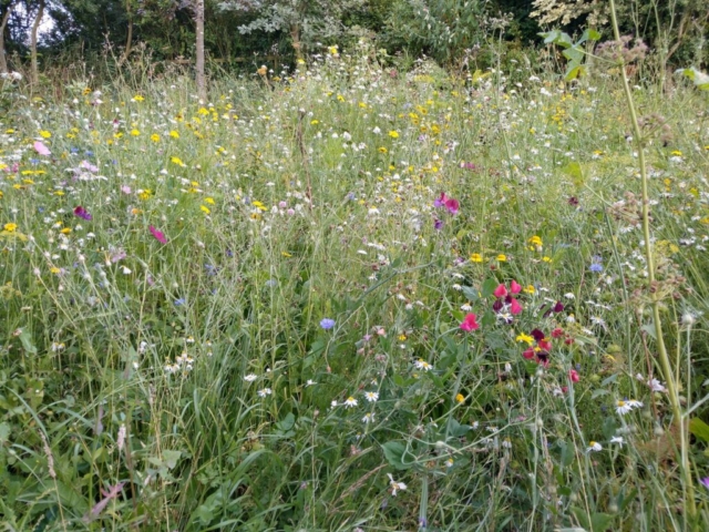 Meadow