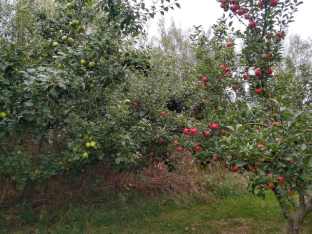 Apples