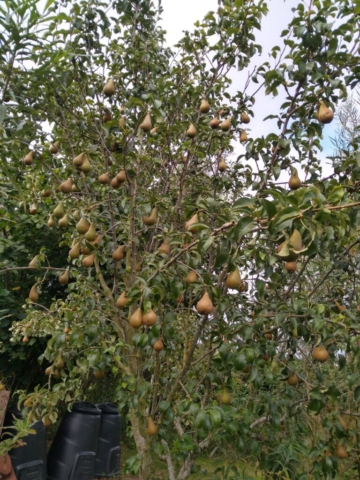 Pears
