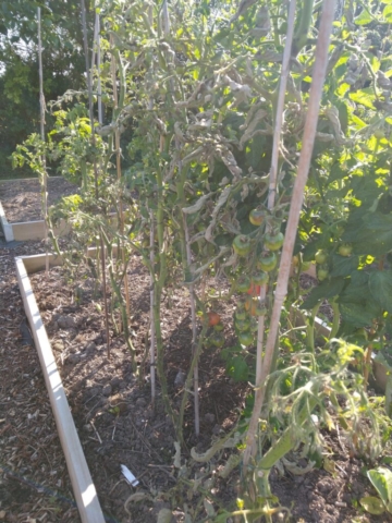 Blight on tomatoes