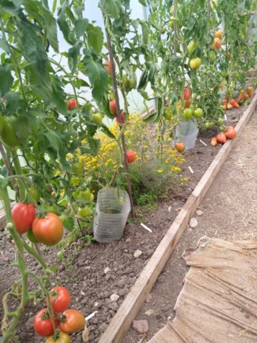 Indoor tomatoes
