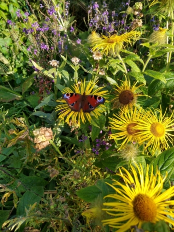 Peacock butterfly
