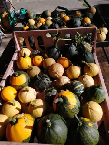 ornamental gourds