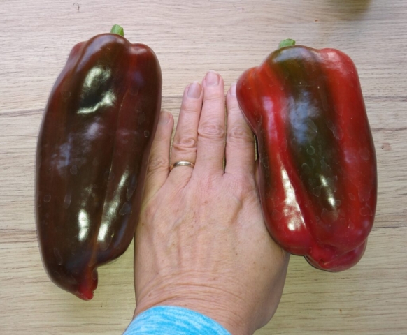 Sweet Peppers
