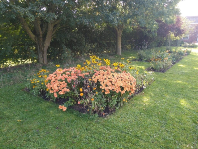 Rudbeckia and Chrysanthemum