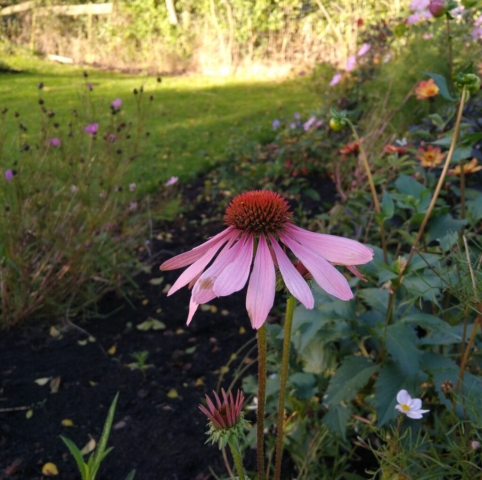 Echinacea