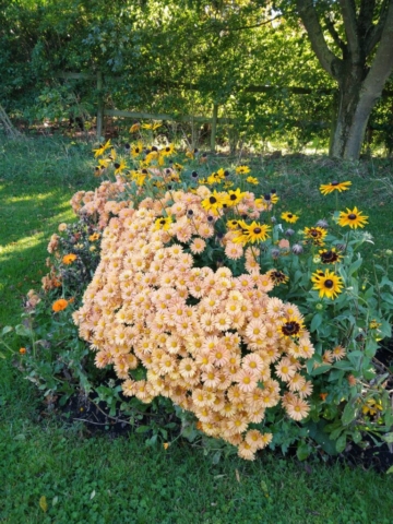 Autumn Colour