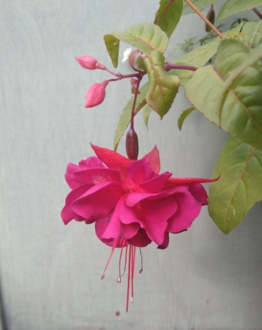 Fuchsia