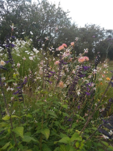 Gaura, Cosmos and Dahlias