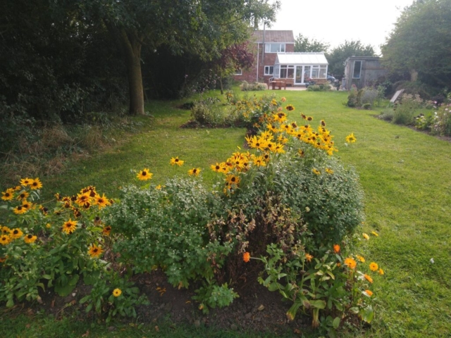 Rudbeckia