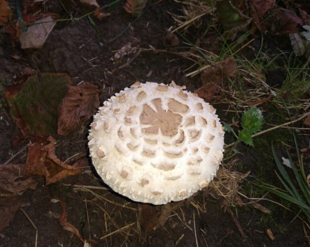 Pretty, unidentified fungus