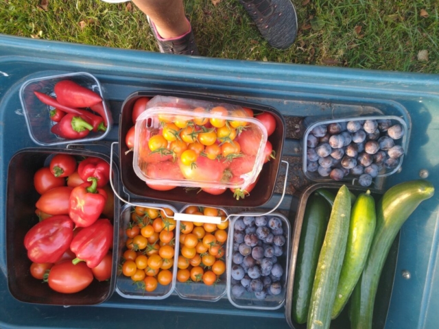 harvest