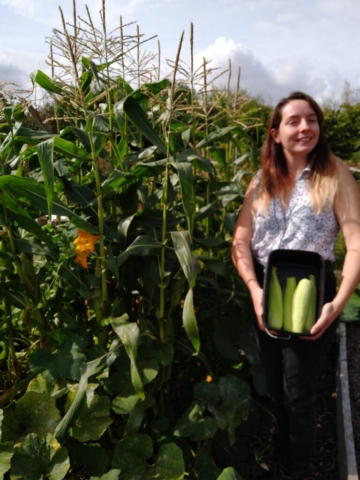 Picking sweetcorn