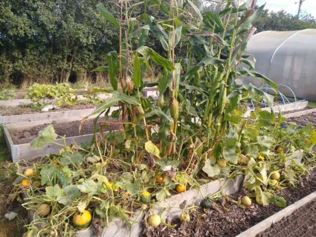 Ornamental gourds