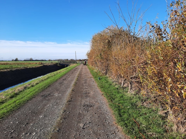 Hedge cutting