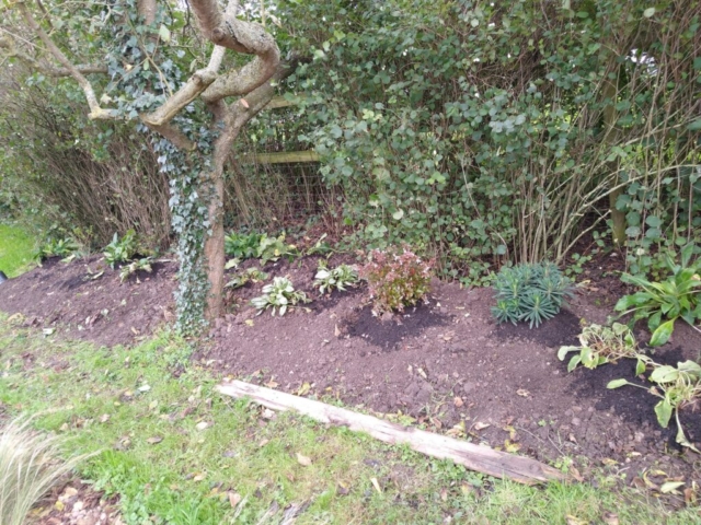 Plum tree bed