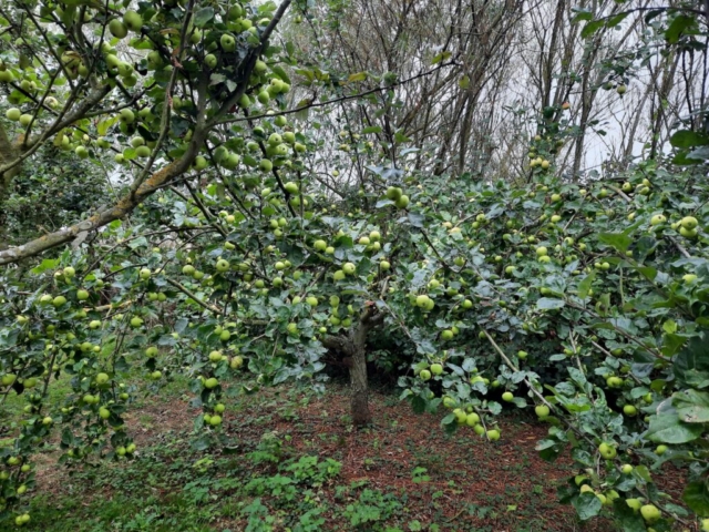 More apples