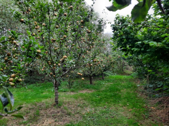 apples