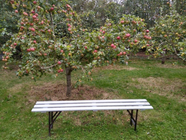 New orchard bench