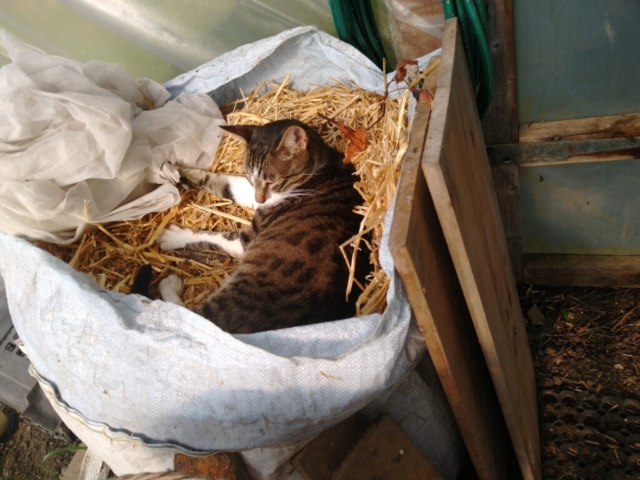 Loki