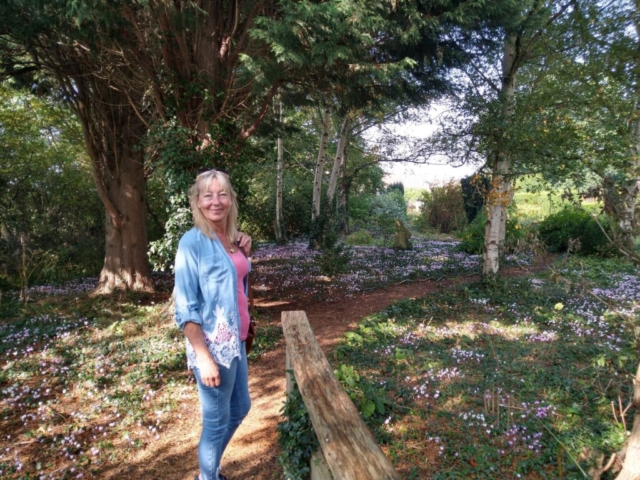 Cyclamens