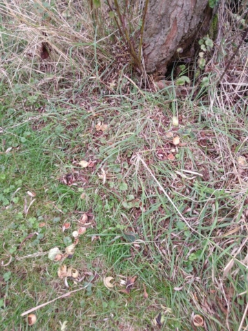 Squirrel at hazellnuts